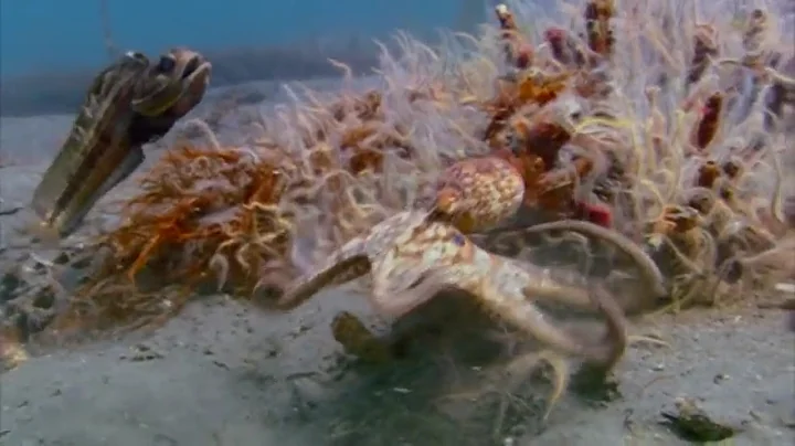 Interspecific and Intraspecific Competition