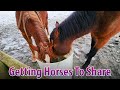 I Think I Can Teach Horses To Share Food