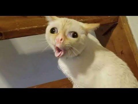 Cat coughing meme