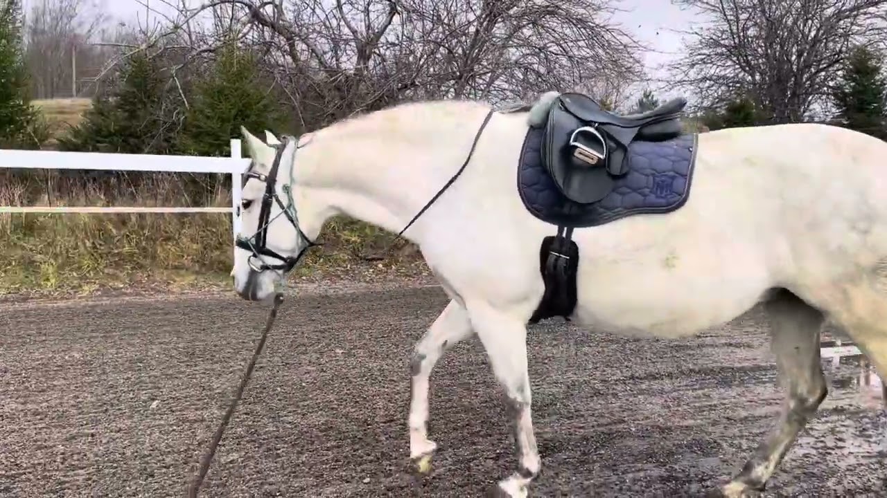 Trial of Shoulder Relief Girth