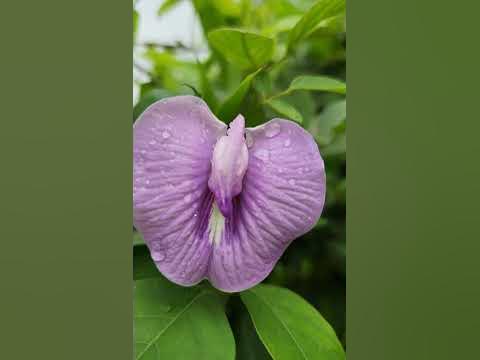 Vigina Flower #shorts #asmr #beautiful #nature #satisfying #viralshorts