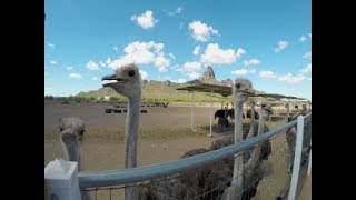 Visit to the Ostrich Farm in Arizona