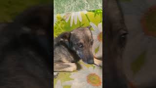 Тося.ДворНяшки