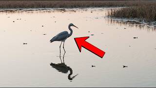 Heron Stood in the Fading Delta, and the Water Wouldn’t Cloud