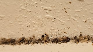 German roaches were everywhere!!!