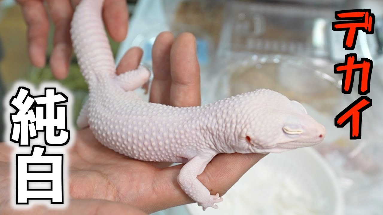 真っ白でデカいレオパと可愛すぎる生き物たち【レプタイルズサークル】