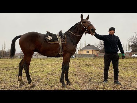 Video: Аттын жүрүшү кандай болушу мүмкүн?