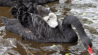 Super Cute Animals - Dawlish Black Swan Cygnets First Week