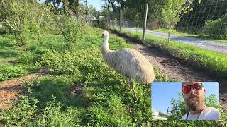 Details Emu Color Breeding Genetics Explained Update