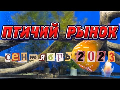 ПТИЧИЙ РЫНОК, САДОВОД, МОСКВА. ОБЗОР ЗА СЕНТЯБРЬ 2023
