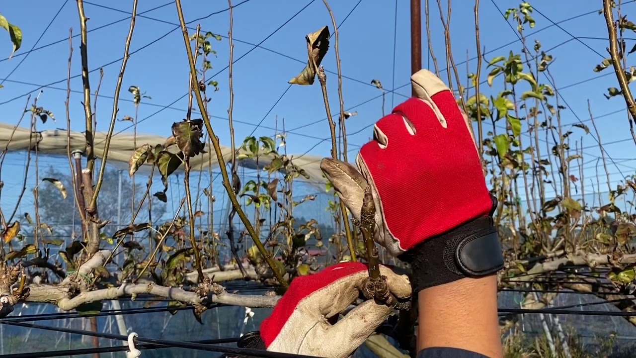 側枝の更新　よくわかる！梨の作業シリーズ⑯