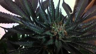 Qush harvest