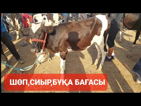 Бейне: Шөп креселиясы жақсы ма?