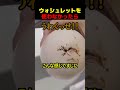 ウォシュレットの重要性