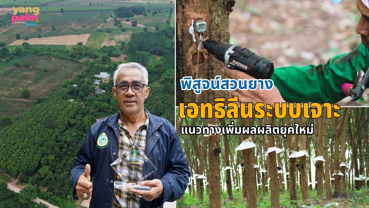 [Eng Subs] พิสูจน์สวนยาง 