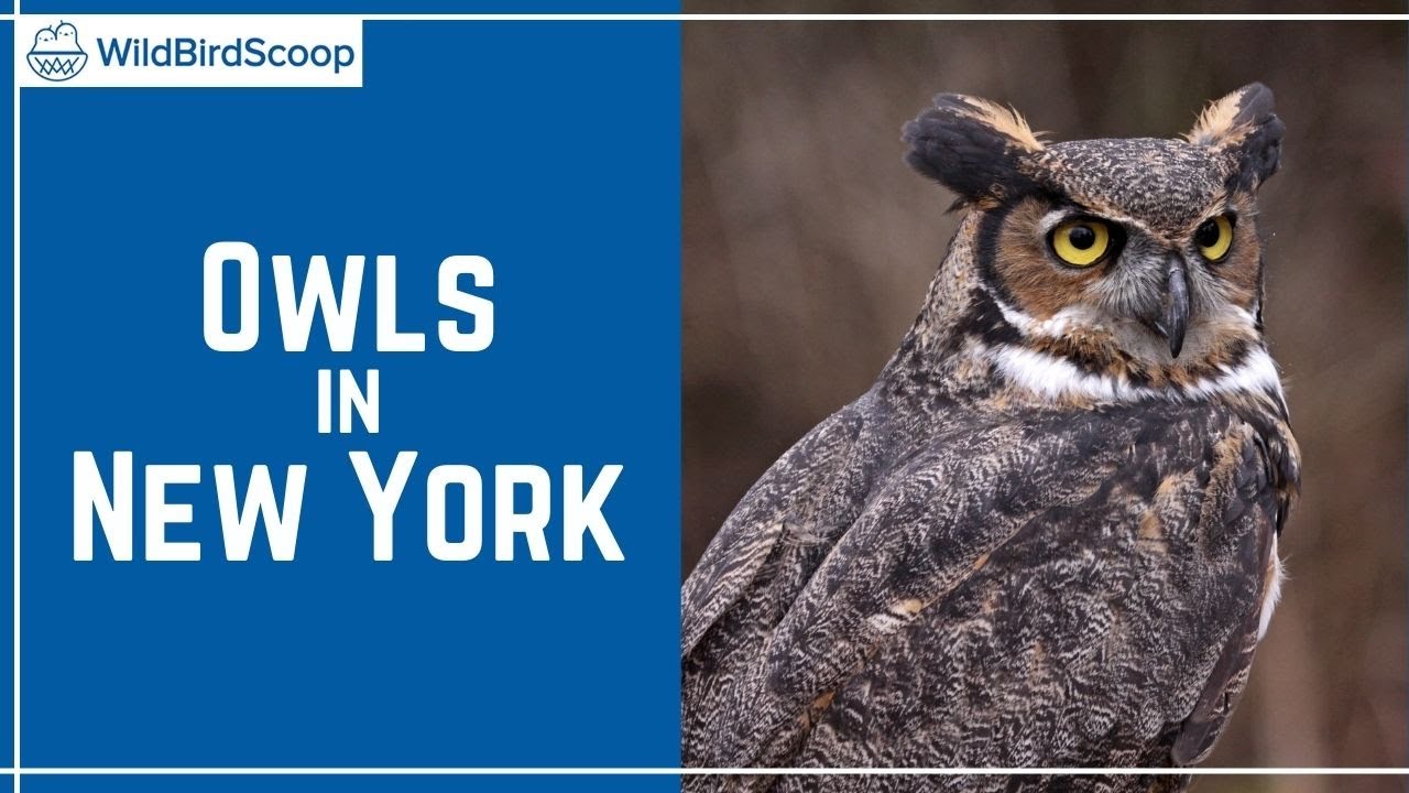 Owls In New York 12 Species You’ve Just Got To See YouTube