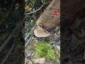 Precision Chainsaw Cut on a Large Tree Trunk🌲✅