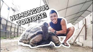 600 TORTOISES & TURTLES?!😱 Check out their sizes too! | Live Turtle & Tortoise Museum