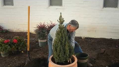 How to Repot an Alberta Spruce to a Bigger Container