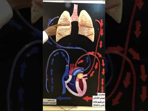 الدوره الدمويه الضغرى
