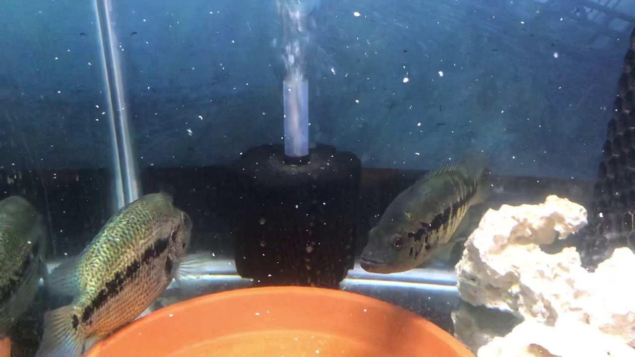 camera iphone 8 plus apk Dovii pair