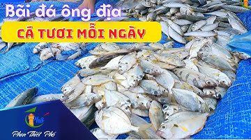 Bãi đá ông địa đầu tuần, cá tươi  biển đẹp -  🍽 Phan thiết phố 🏖