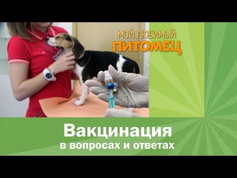 Когда делать вакцинацию щенкам и котятам.