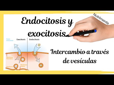 Video: ¿Durante la endocitosis los materiales son?
