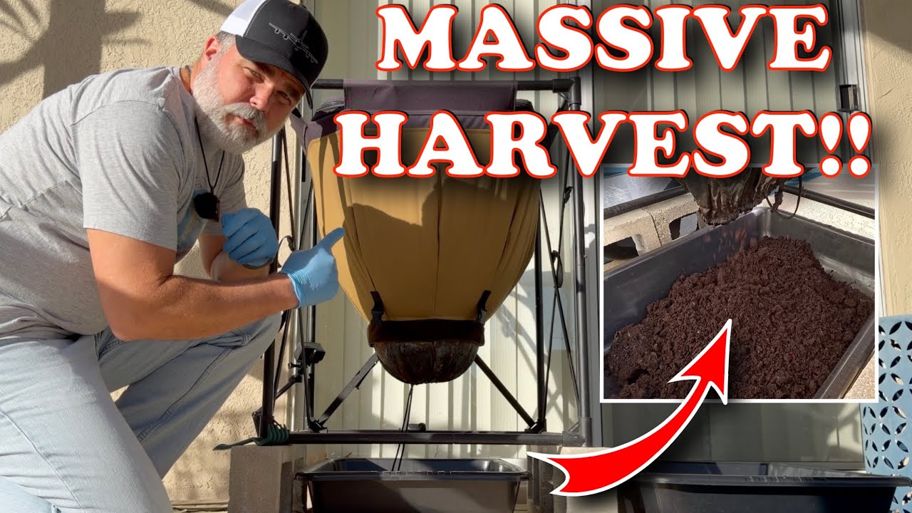 Урожай, собранный с помощью городских червей, спустя 4 месяца меня совершенно шокировал | Вермико...