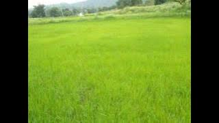 Ilayaraaja - Adi Penne