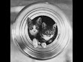 A short history of ships cats  floating felines maritime moggies and kleptomaniac kittens