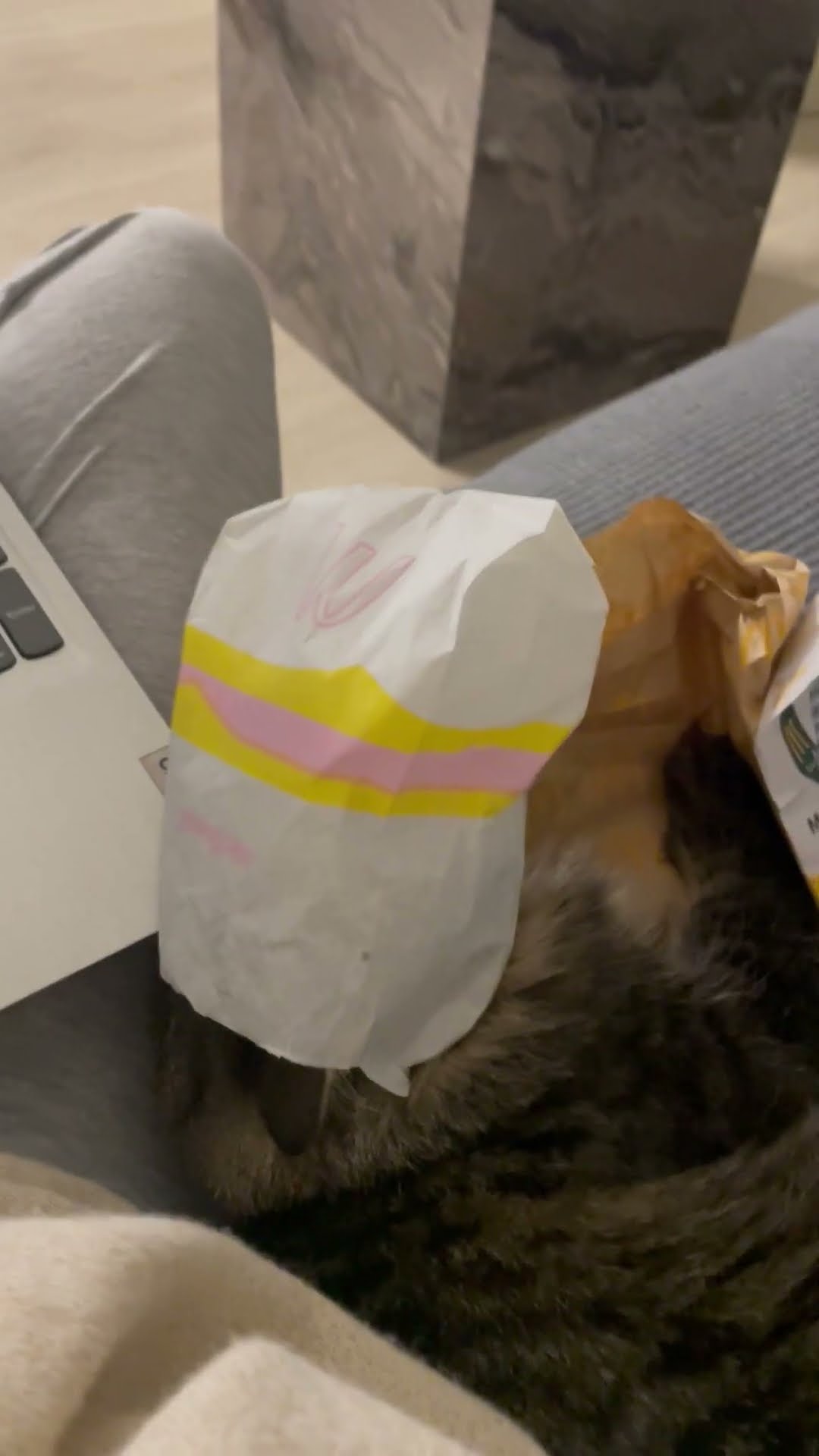 Cat Gets Trapped In Toast Wrapper || ViralHog