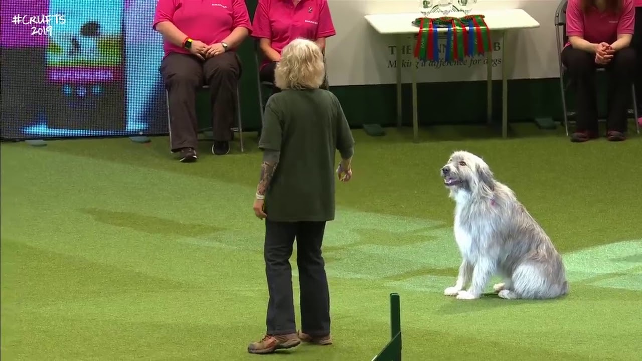 Kratu the Romanian rescue dog becomes unlikely star of Crufts by tearing up agility course.7