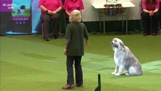 Kratu The Romanian Rescue Dog Becomes Unlikely Star Of Crufts By Tearing Up Agility Course.7