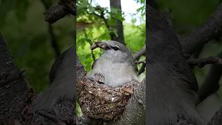 Small minivet bird beautiful babies (p 12) #shorts