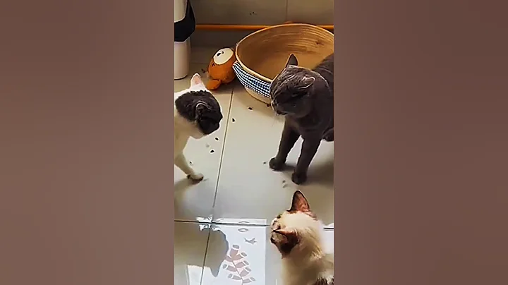 Video 11810971: munchkin cat, cat fighting funnycats, female cats fighting, fight catfight, legged cat, funny cat, cat love