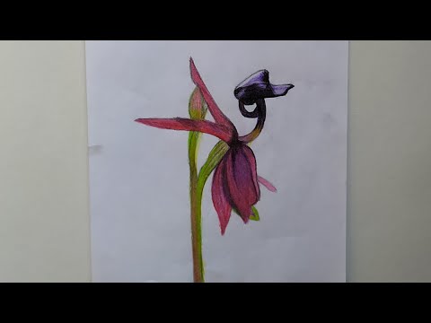 Video: Pansy səhləbinin yetişdirilməsi - Miltonia orkide bitkisini necə yetişdirmək olar