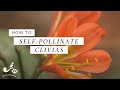 How to self-pollinate a clivia