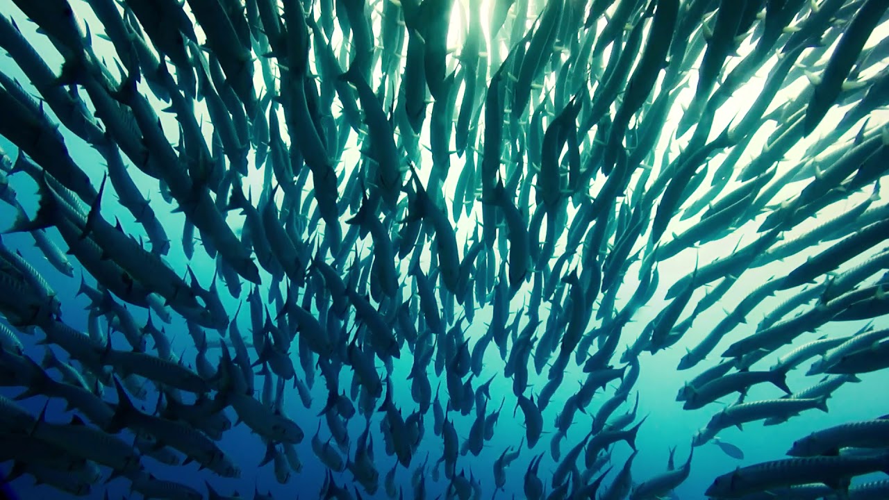 Maratua - Big Fish Country 1