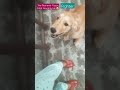 #doglover #cutepuppy #goldenretriever #cutebaby #ytshorts #puppy #enjoying #dog #cute