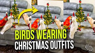 Happy Birds, Wearing Christmas Outfits, Loving Their Small Christmas Tree