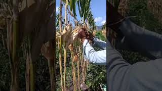 PANEN JAGUNG SUPER CEPAT BOOOSSQ#hootvideo,#LUCU#VIRAL#GUYONAN#TOTORIAL#CARA