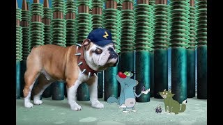 हद Oggy And The Roachesbest Compilation 2019Hindi Cartoons For Kids