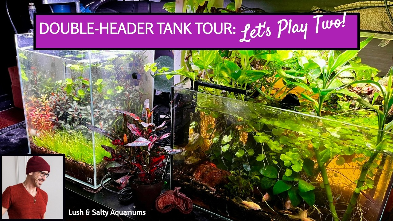 Double Your Pleasure: Two Tank Review!