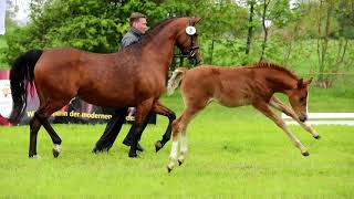 Hf v Dynamite Nobel / New Star