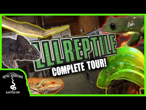 COMPLETE LLL REPTILE SHOP TOUR! (Oceanside, CA)