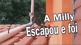 Milly  Escapou e foi