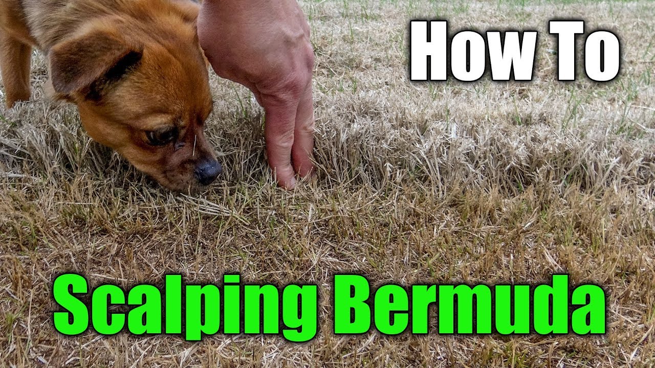 Scalping Bermuda Grass How to Scalp a Lawn YouTube
