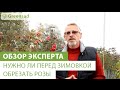 Нужно ли перед зимовкой обрезать розы