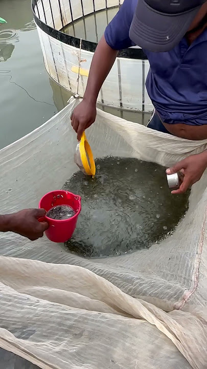 Catla fish seed packing #fish #fishlovers